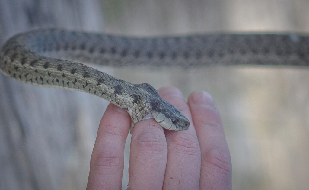 racc-snake-bite-1